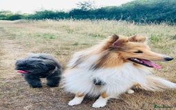 Shetland Sheepdog dogs for stud: Shetland Sheepdog for Stud - Image 2