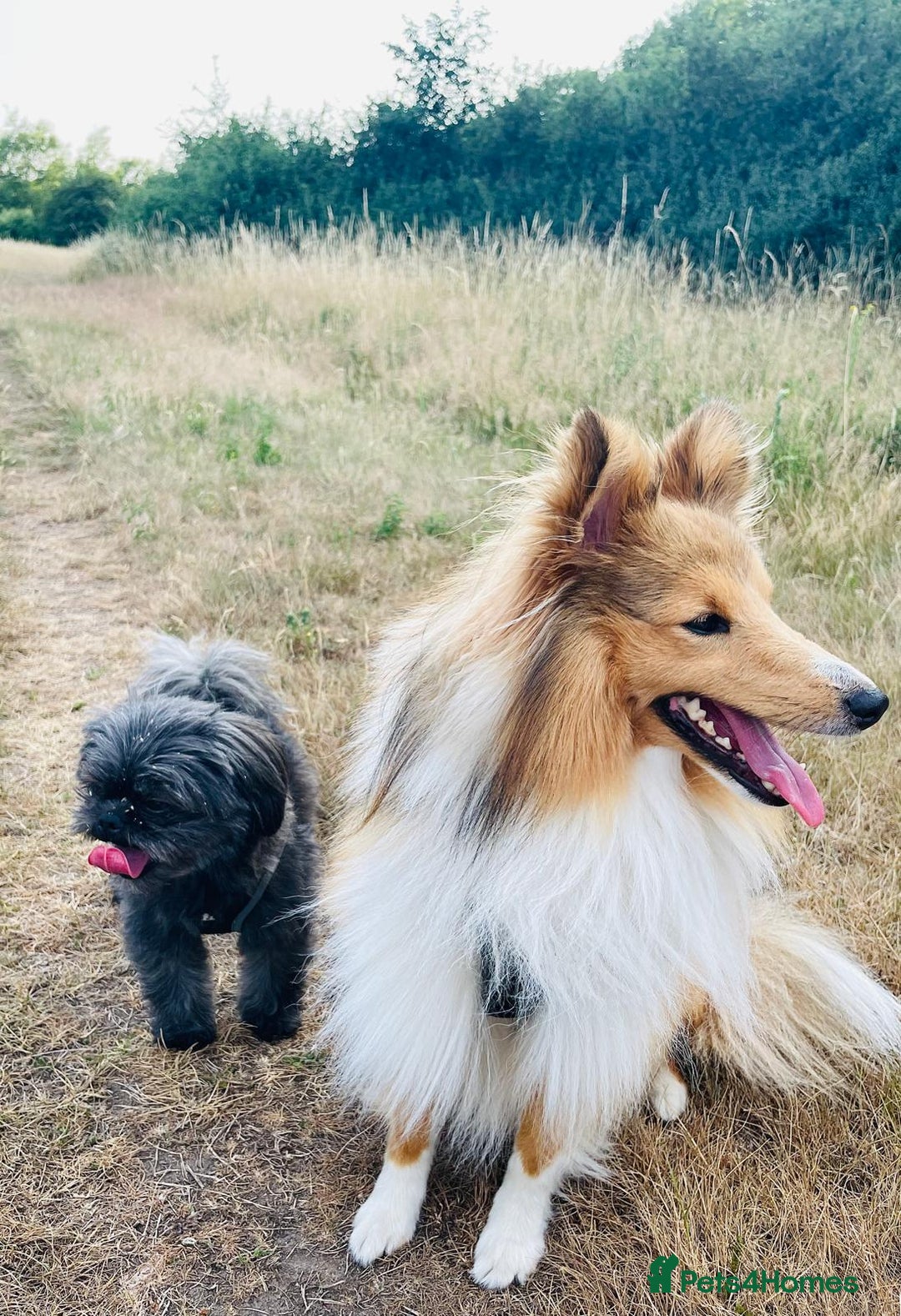 Shetland Sheepdog dogs for stud: Shetland Sheepdog for Stud - Image 2