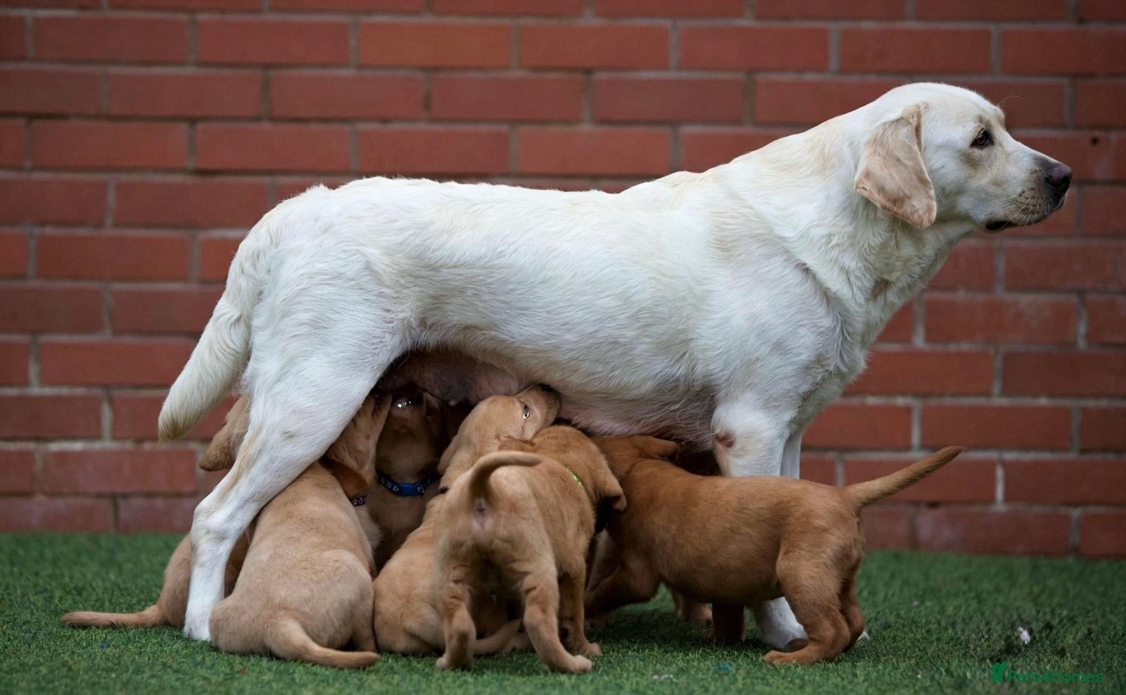Labrador Retriever dogs Superb fully health tested fox reds  - Advert 2