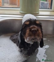 Cocker Spaniel dogs - Advert 2