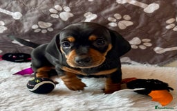 Dachshund dogs for sale: Beautiful Dachshund Puppies Ready to go 8th Nov  - Image 21