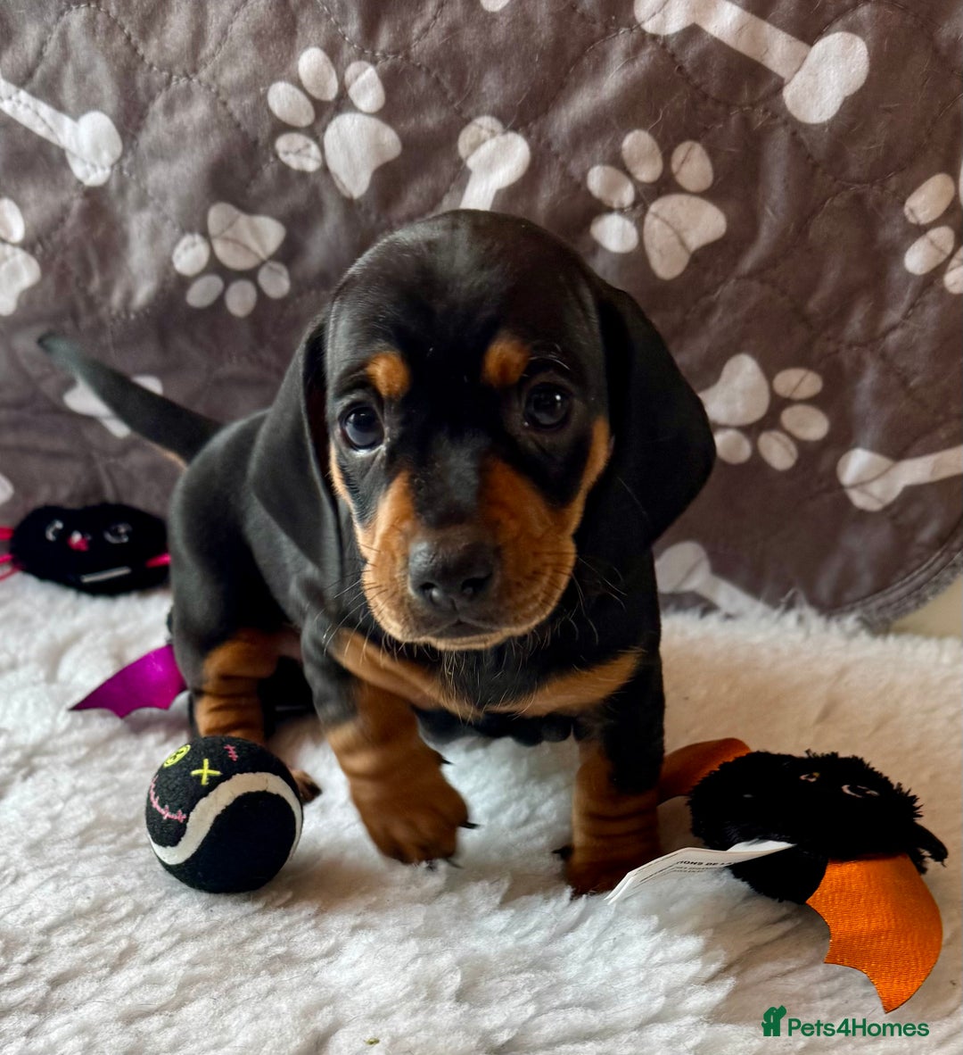 Dachshund dogs for sale: Beautiful Dachshund Puppies Ready to go 8th Nov  - Image 21