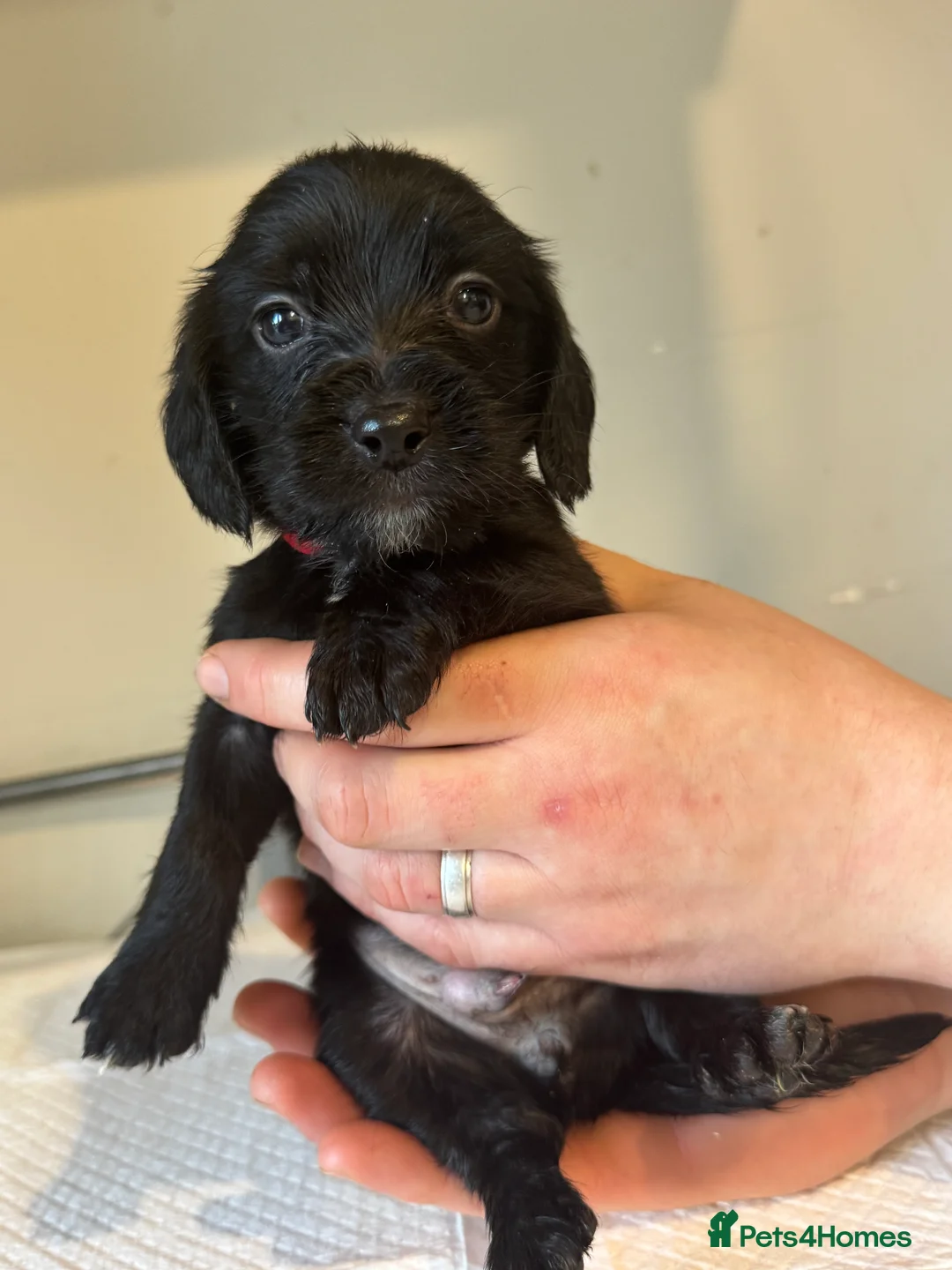 Doxiepoo dogs for sale: Doxiepoo pups  - Advert 3