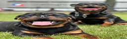Rottweiler dogs for sale: KC German Line Rottweilers – Mother & Son Pair - Advert 8