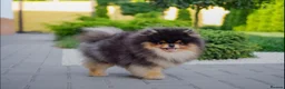 Pomeranian dogs for stud: 1.8 kg Black and Tan STUD True to type  - Advert 5