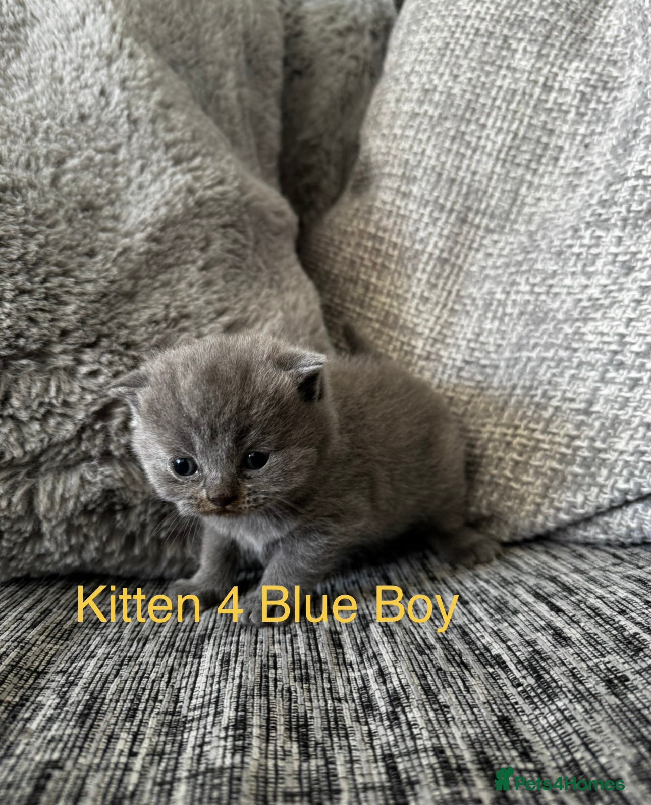 Scottish Fold cats Beautiful Scottish Kitten, Tica registered - Advert 8
