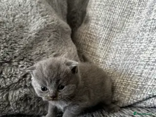 Scottish Fold cats Beautiful Scottish Kitten, Tica registered - Advert 8