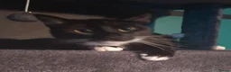Domestic Shorthair cats for sale: 11 month old female cat looking for new home - Advert 13