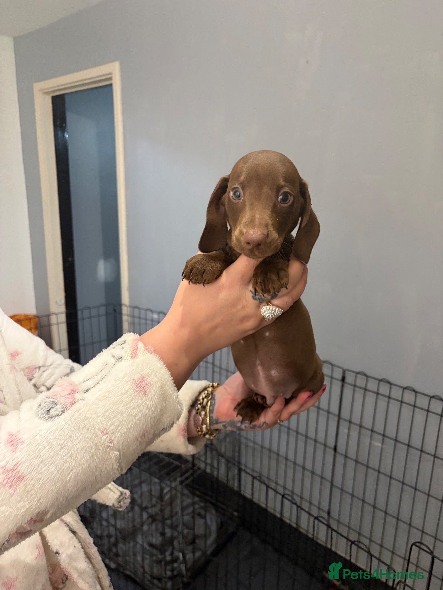Miniature Dachshund dogs for sale: Miniature dachshund  - Advert 1