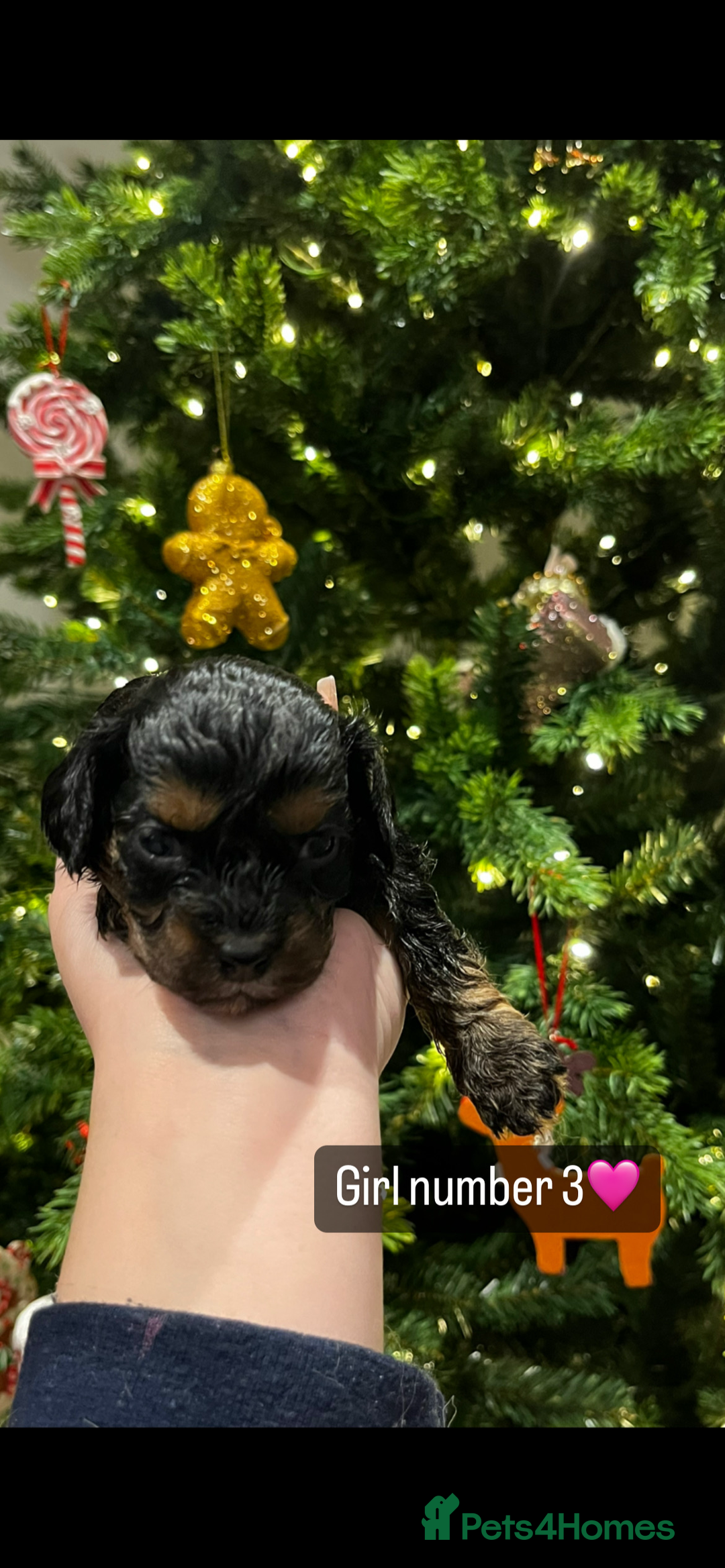 Cavapoo dogs for sale: Cavapoo puppies phantom Black and Tan  - Advert 6
