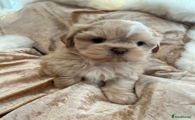 Shih Tzu dogs - Advert 1