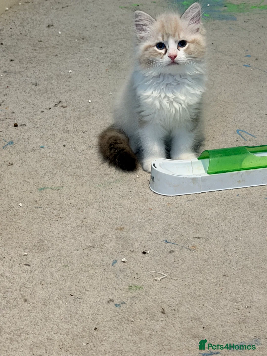 Ragdoll cats for sale: 1 pure ragdoll tica ragdoll - Advert 1