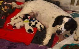 Mixed Breed dogs for sale: cocker spaniel x Bassett hound x Shichon pups) - Image 1