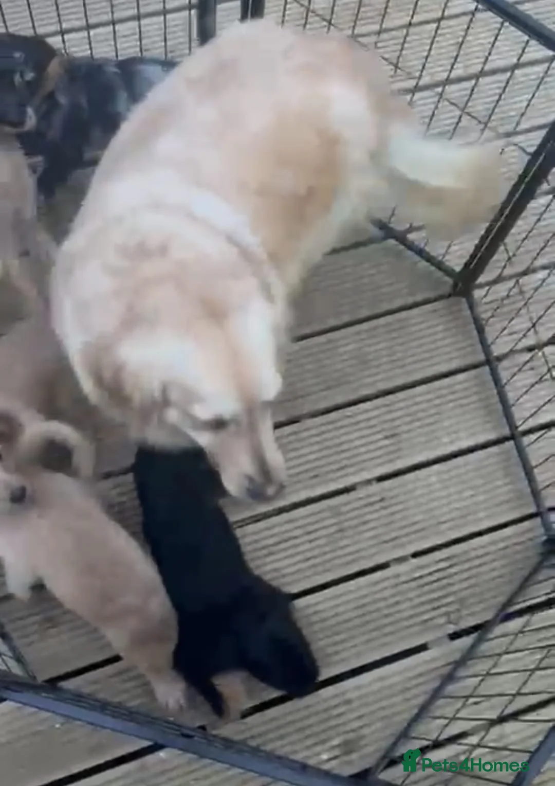 Goldendoodle dogs for sale: Goldendoodle puppys in Chichester - Advert 13