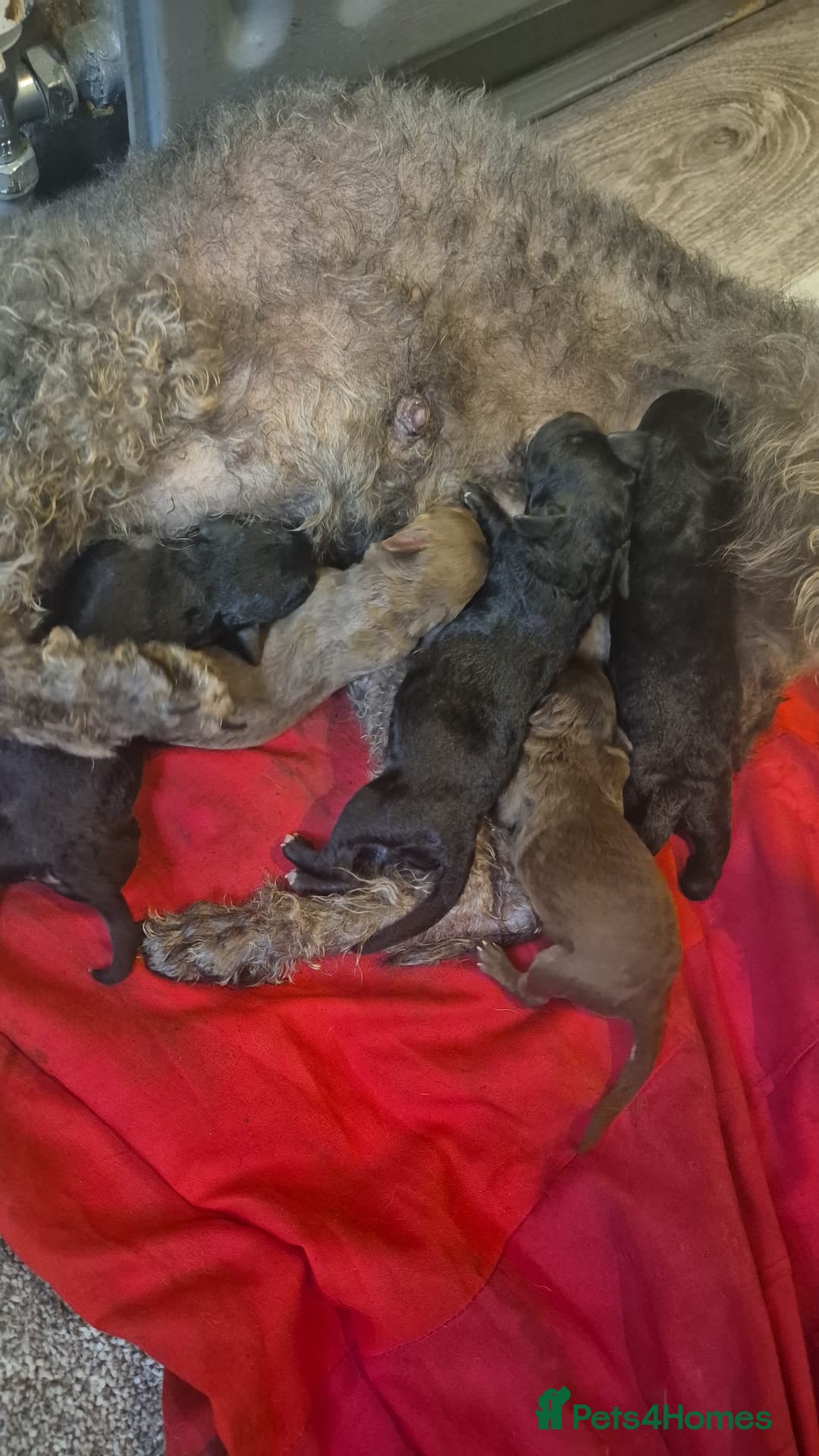Bedlington Terrier dogs for sale: Bedlington terrier puppies  - Image 22