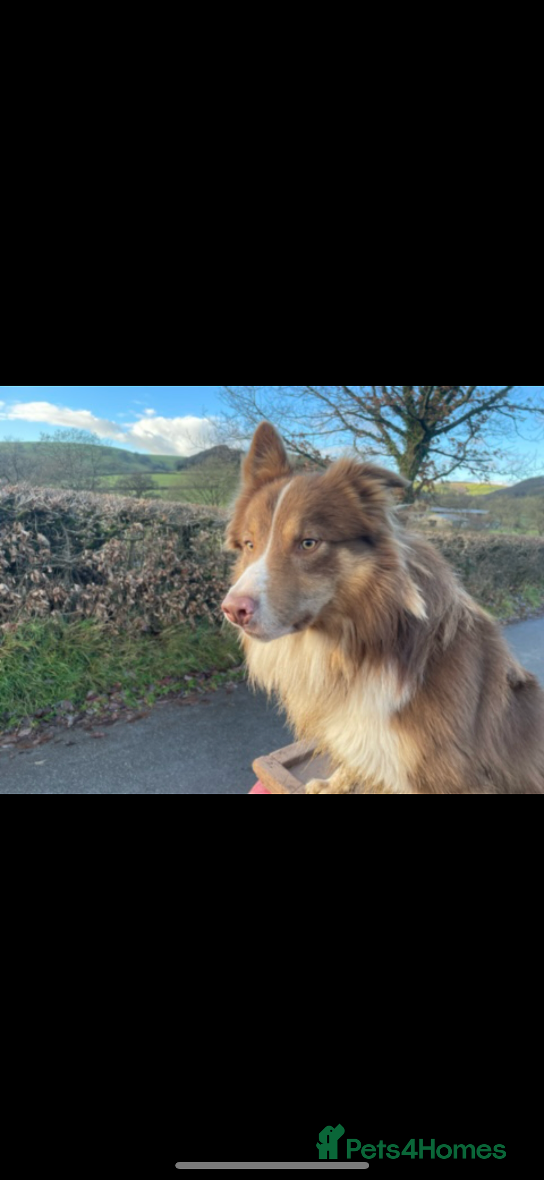 Welsh Collie dogs for sale: ** 2 Boys Left ** Stunning Welsh Collie Puppies - Image 15