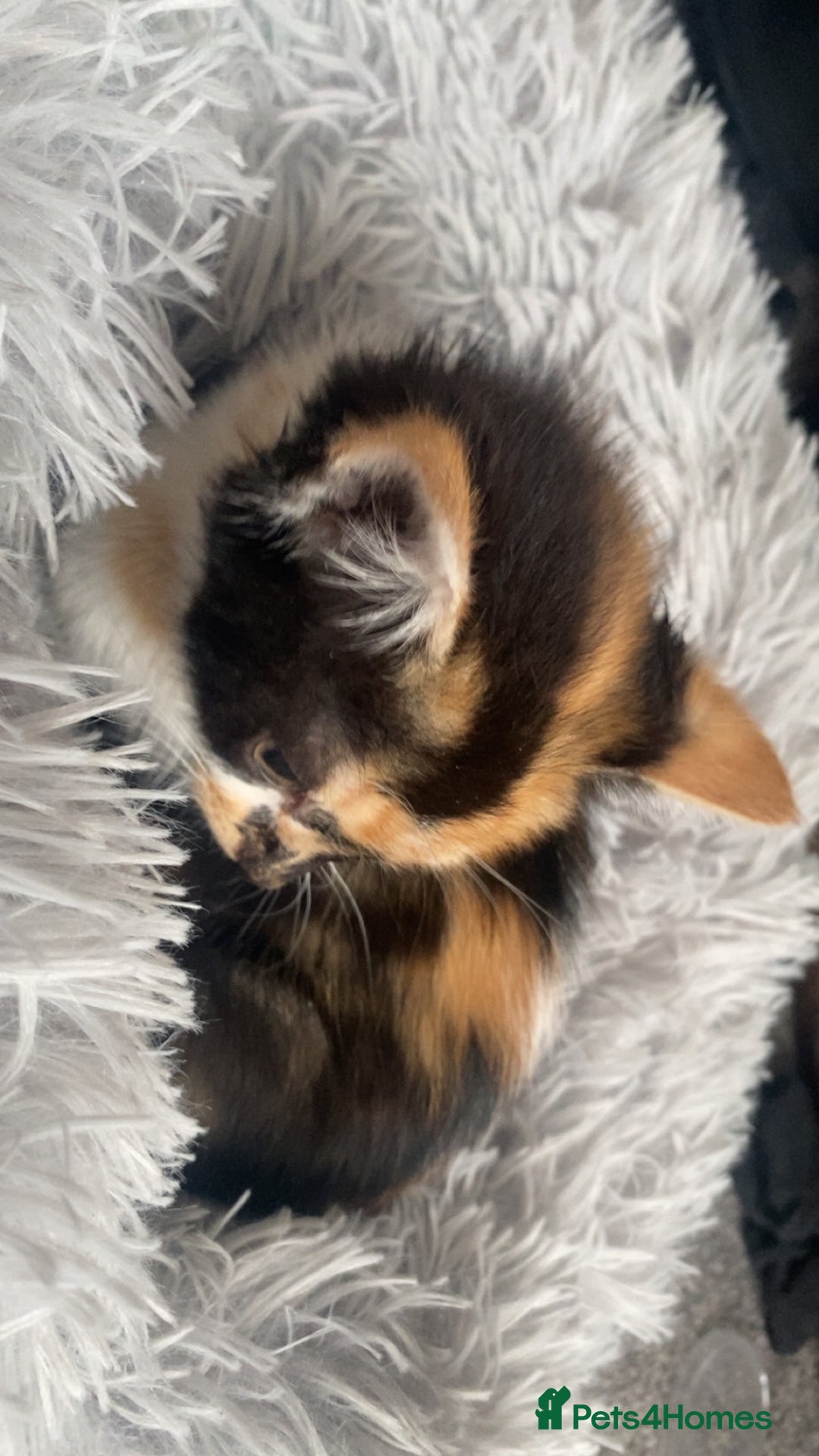 Mixed Breed cats for sale: Cute torti kitten available  - Advert 6