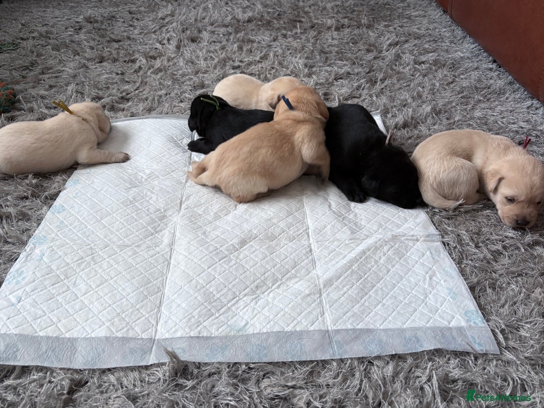 Labrador Retriever dogs for sale: Labrador pups - Image 29