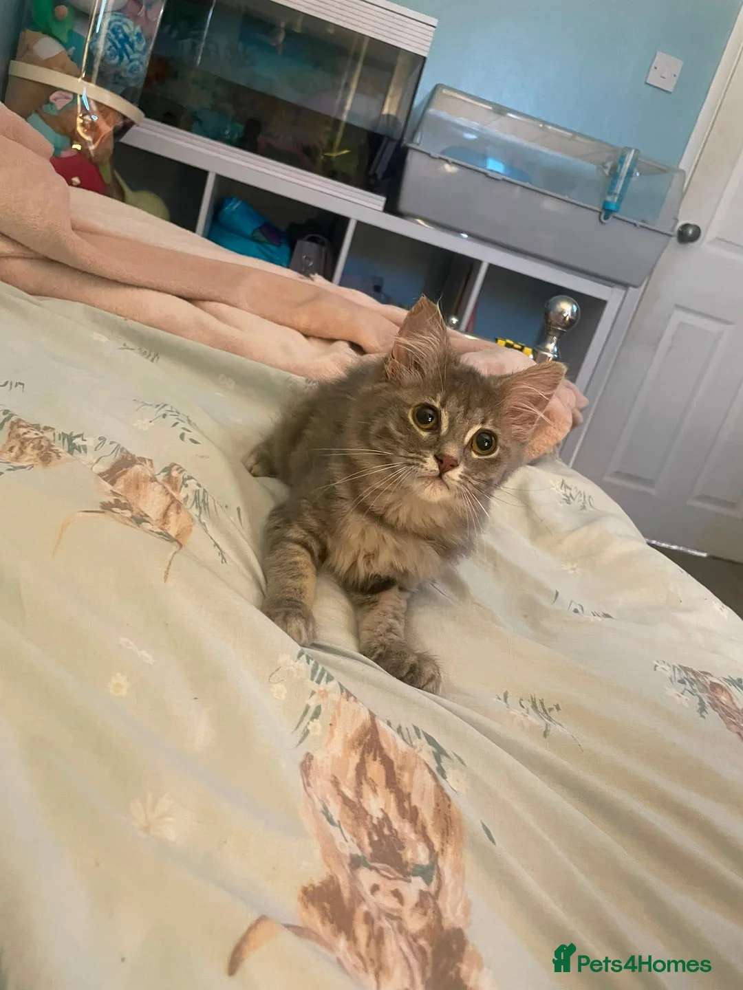 Mixed Breed cats for sale: Beautiful last boy - Advert 1