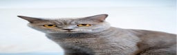 British Shorthair cats for sale: British shorthair  - Advert 3