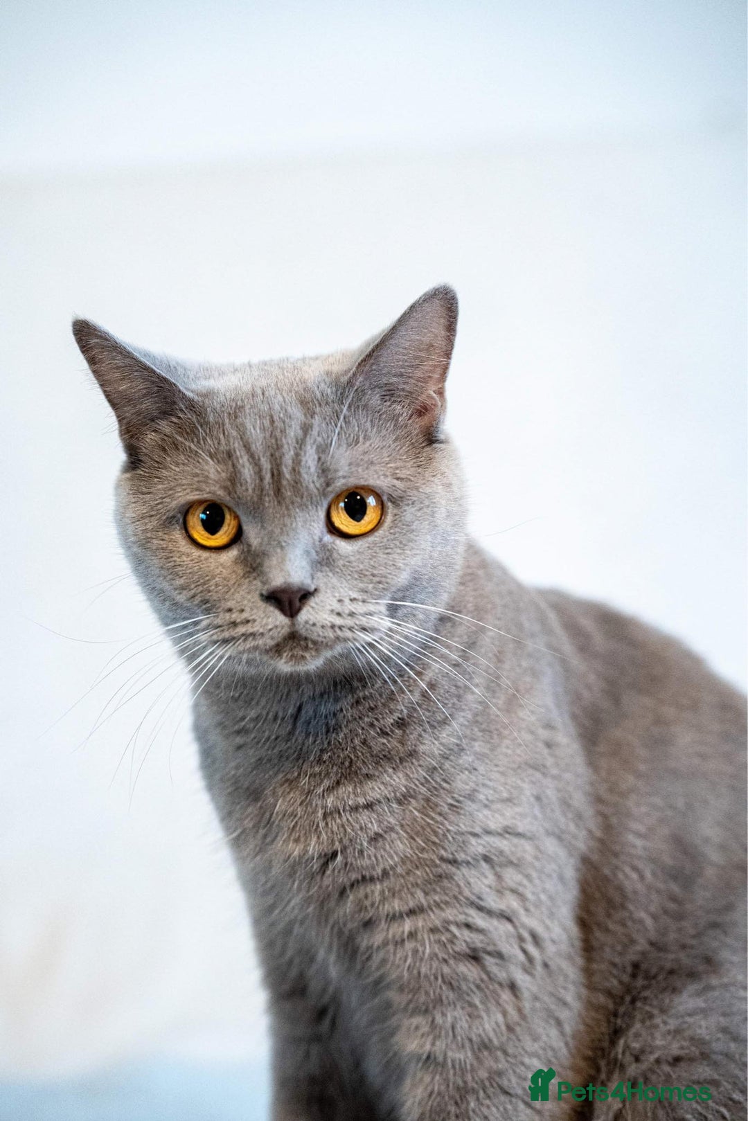 British Shorthair cats for sale: British shorthair  - Advert 3