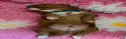 Australian Labradoodle dogs for stud: Proven Miniature Australian Labradoodle Stud  - Advert 21