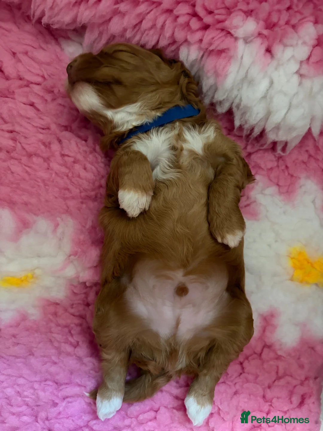 Australian Labradoodle dogs for stud: Proven Miniature Australian Labradoodle Stud  - Advert 21