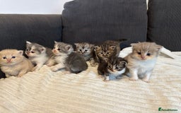 Mixed Breed cats for sale: Half ragdoll fluffy kittens  - Image 3