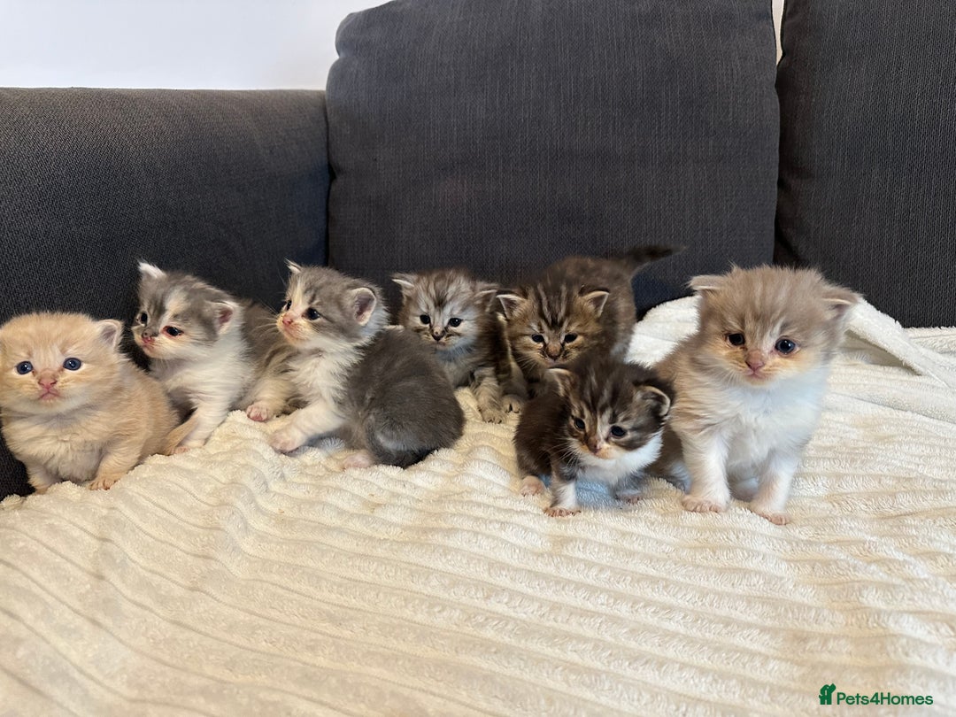 Mixed Breed cats for sale: Half ragdoll fluffy kittens  - Image 3