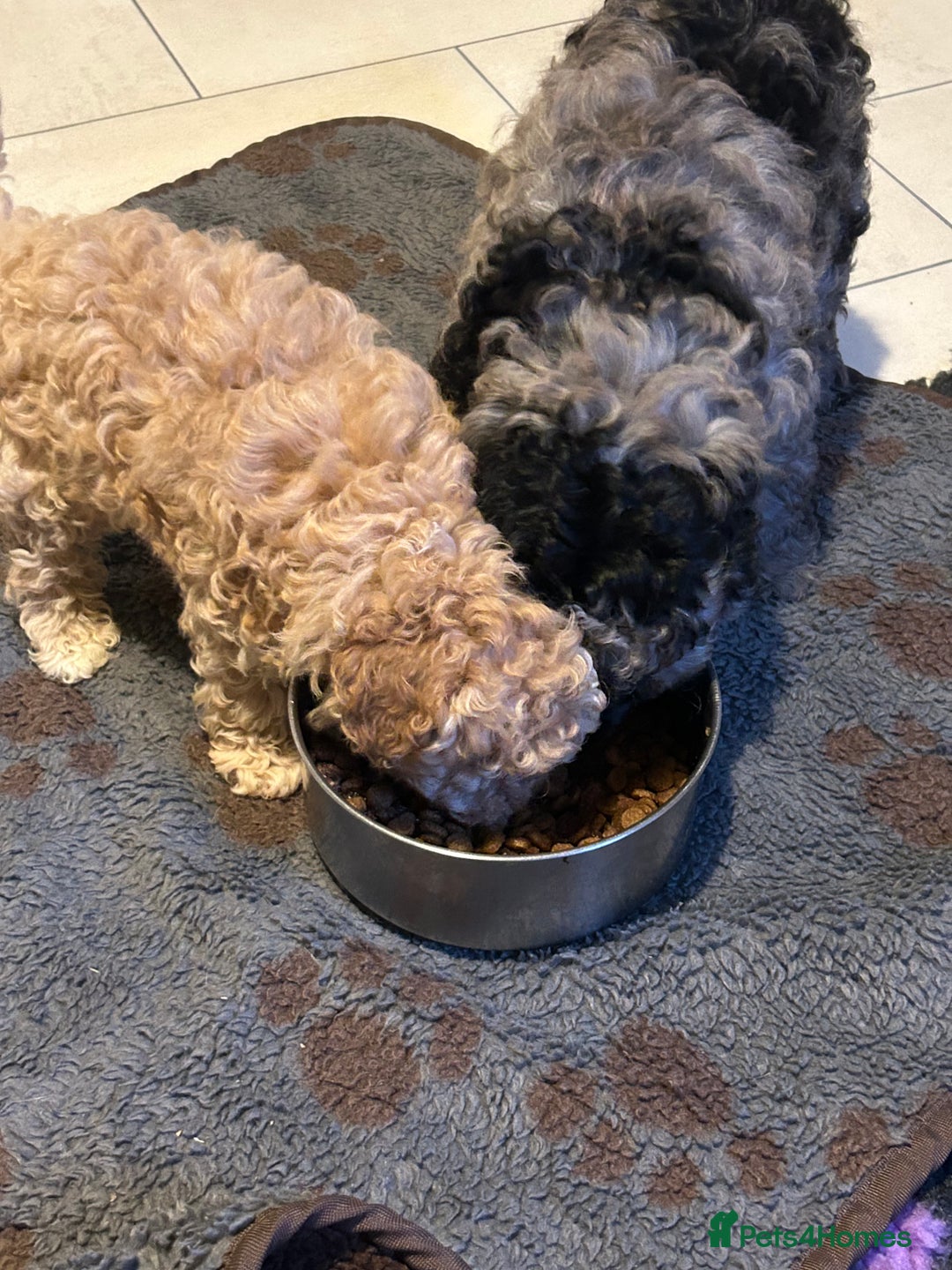 Cockapoo dogs for sale: Miniature cockapoo puppies Merle and Apricot - Image 9
