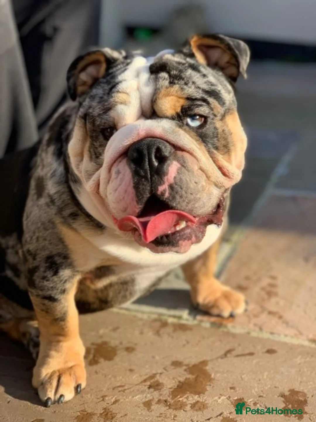 English Bulldog dogs for stud: Merle English Bulldog TRIPLE TRI PROVEN in Bradford - Advert 2