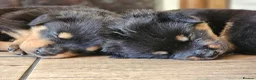 Rottweiler dogs for sale: Strong working line Rottweiler pups for sale in Dartford - Advert 30