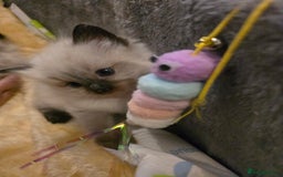 Ragdoll cats for sale: Ragdol KITTENS 😸 ♥️  - Image 25