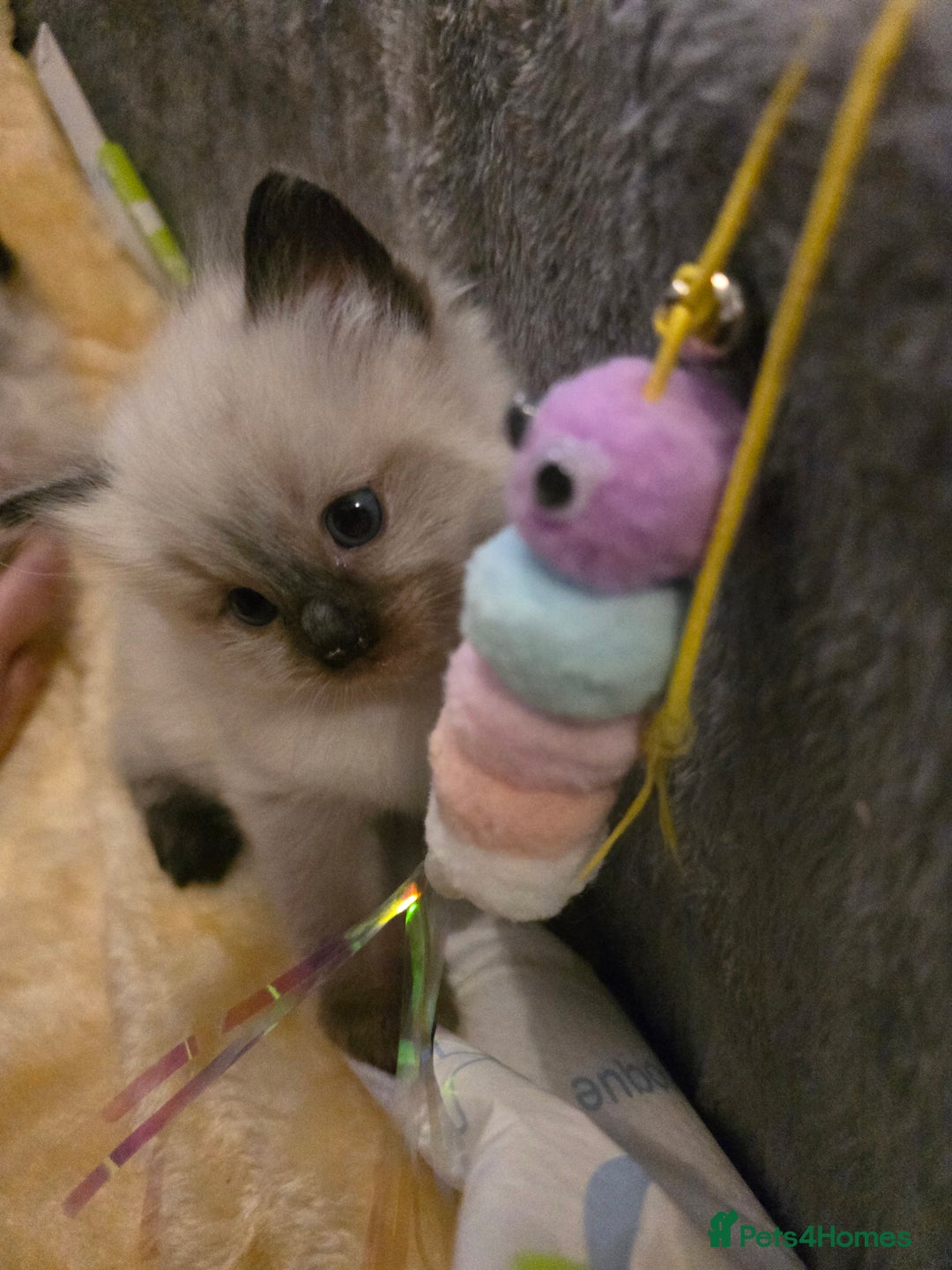 Ragdoll cats for sale: Ragdol KITTENS 😸 ♥️  - Image 25