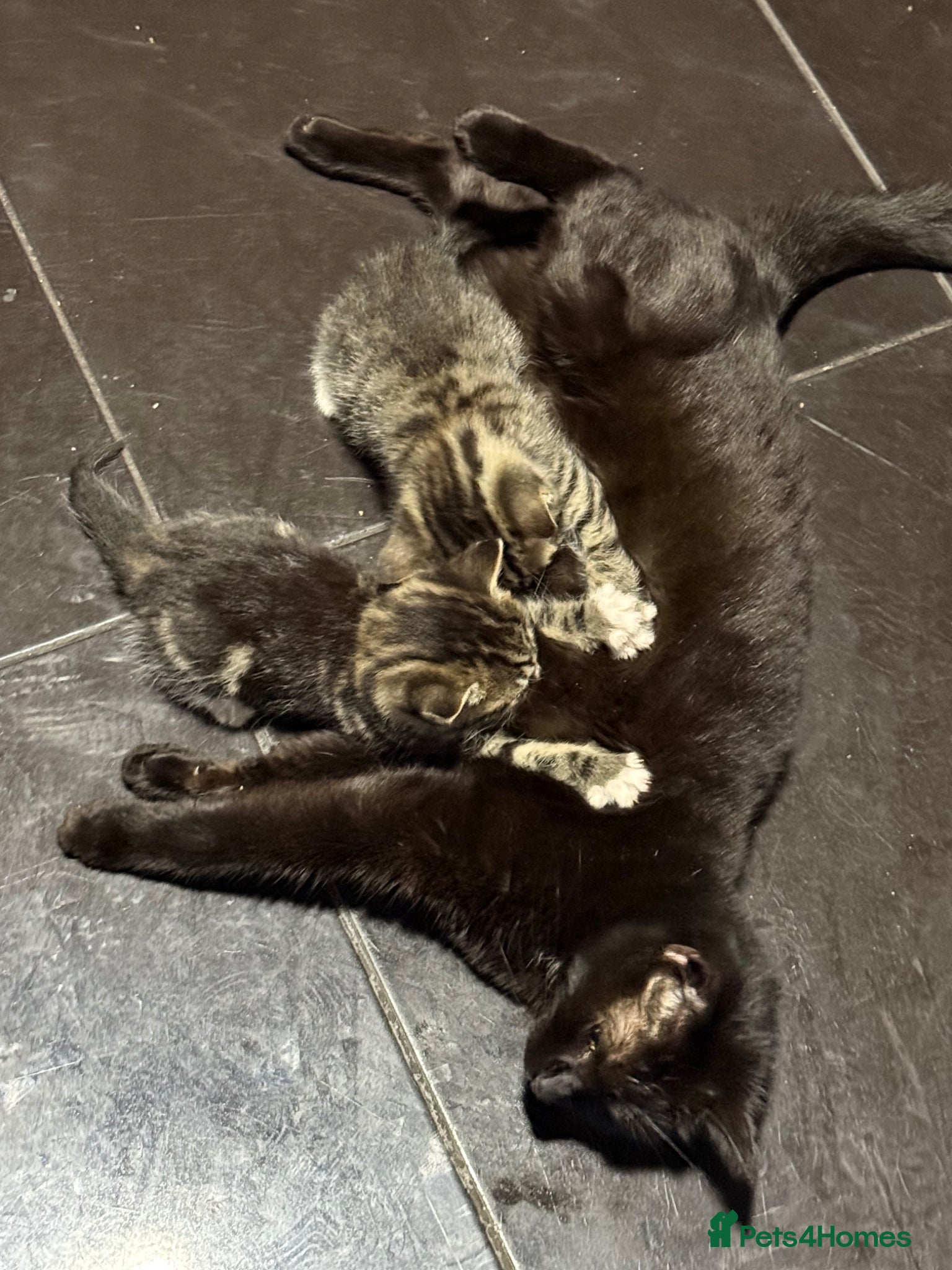 Mixed Breed cats Kitten  - Advert 1