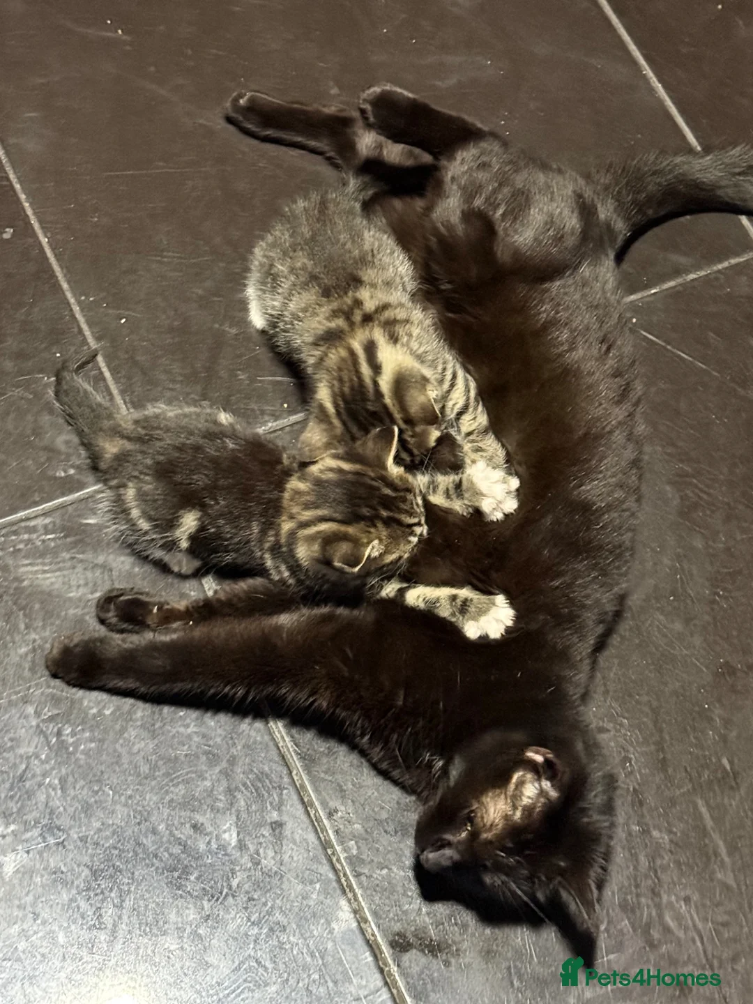 Mixed Breed cats for sale: Kitten  - Advert 1