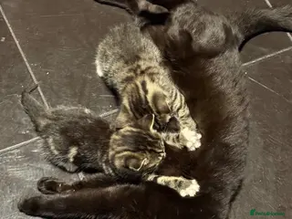 Mixed Breed cats Kitten - Advert 1