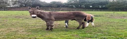 Donkey livestock for sale: Meet Maggie- a truly special Jenny donkey in foal  - Advert 8