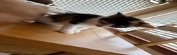 Mixed Breed cats for sale: Beautiful kittens for sale !! in Girvan - Advert 7