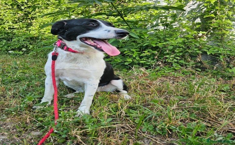 Mixed Breed dogs - Advert 13