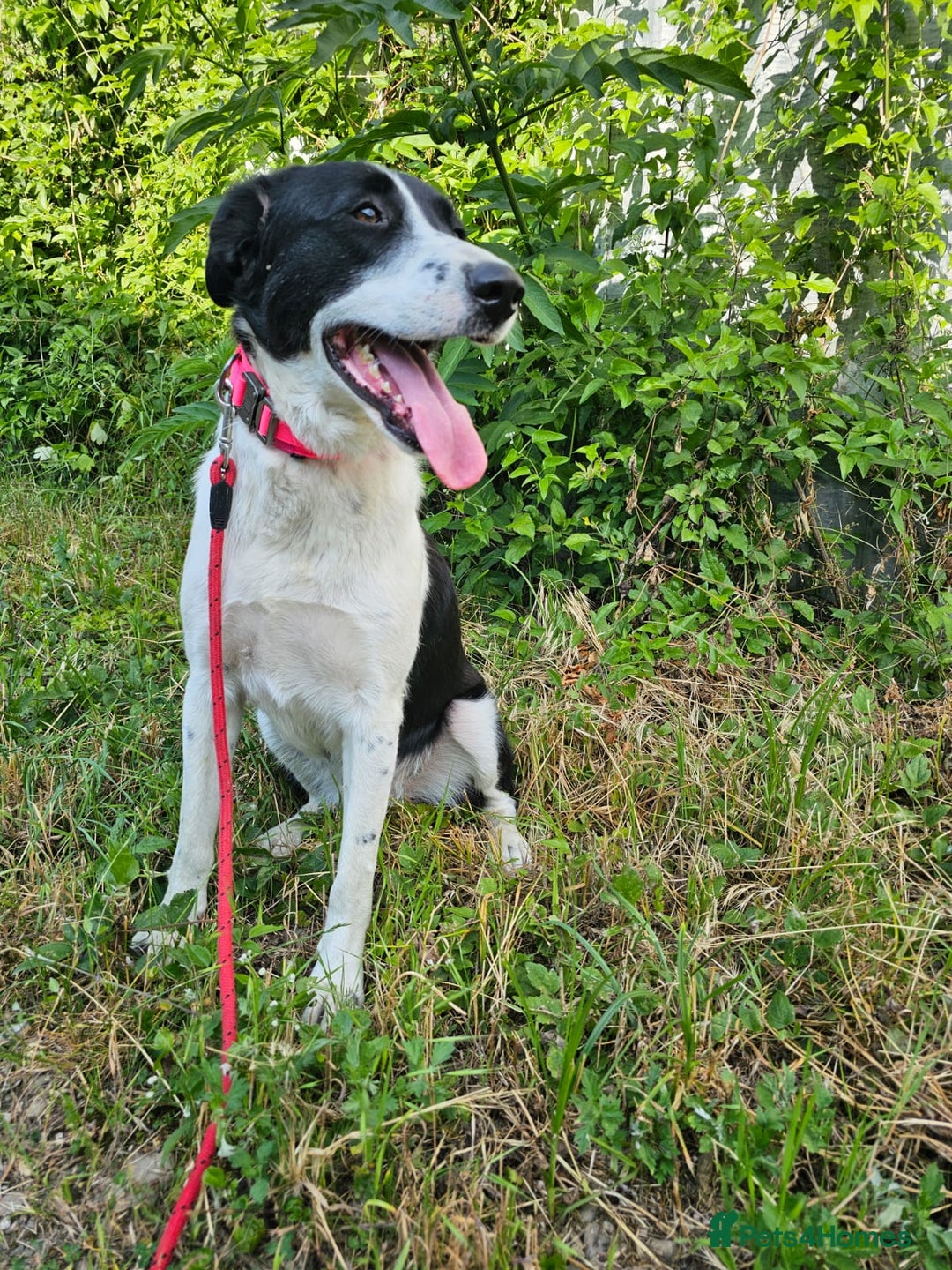 Mixed Breed dogs for adoption: NALA, a Lovely Girl - for a Loving Home - Image 1