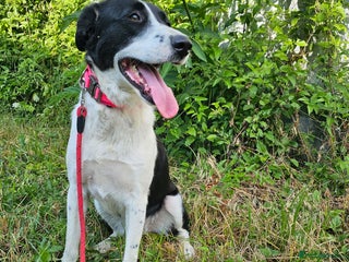 Mixed Breed dogs - Advert 4