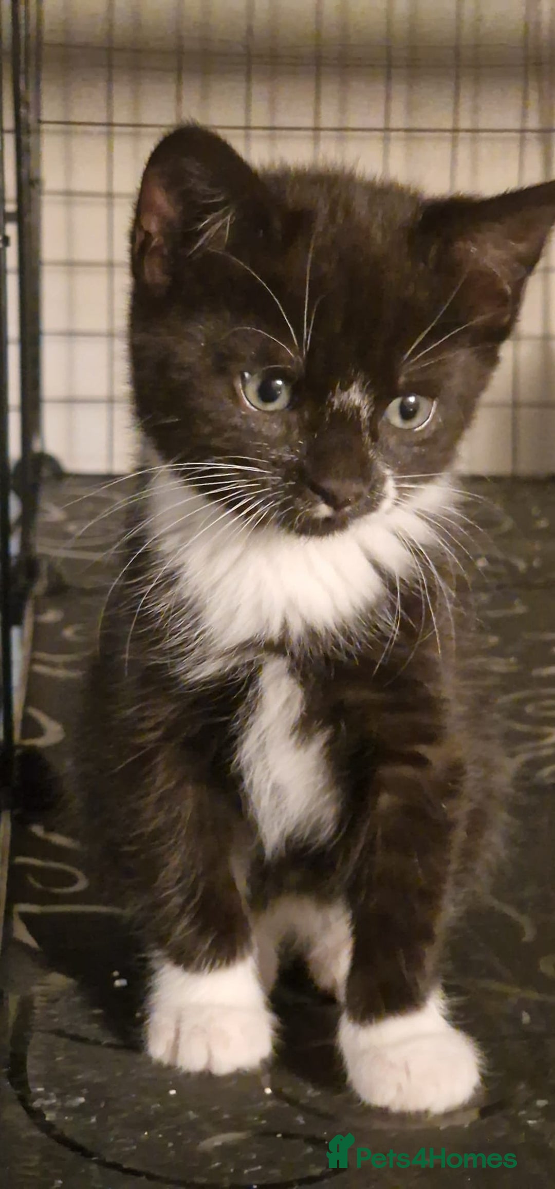 Mixed Breed cats for sale: Ginger tuxedo kittens  - Advert 3