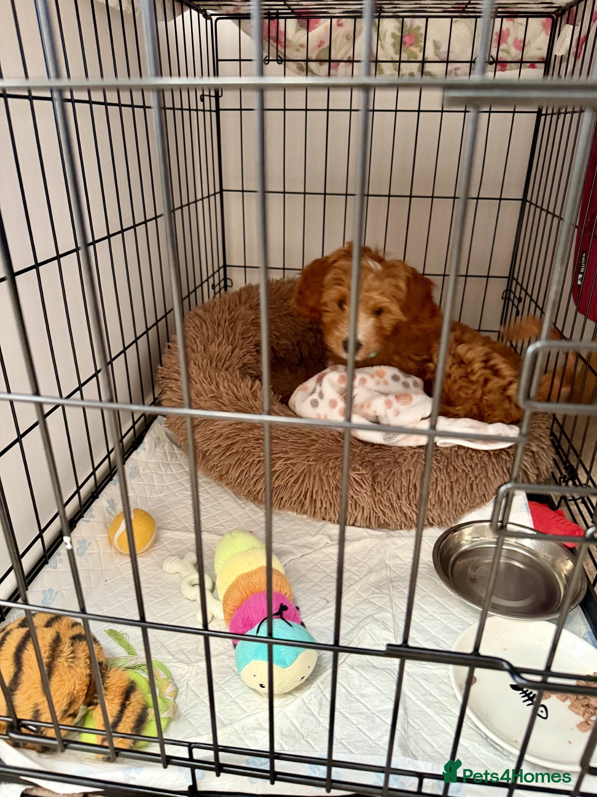 Australian Labradoodle dogs Stunning Red Australian Labradoodle Multigen Pups - Advert 2