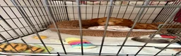 Australian Labradoodle dogs for sale: Stunning Red Australian Labradoodle Multigen Pups - Advert 4