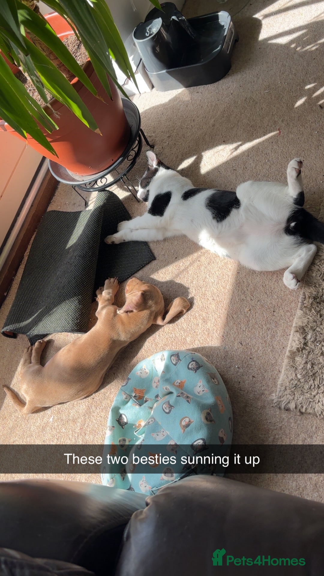Miniature Dachshund dogs for sale: Maximus.  - Advert 4