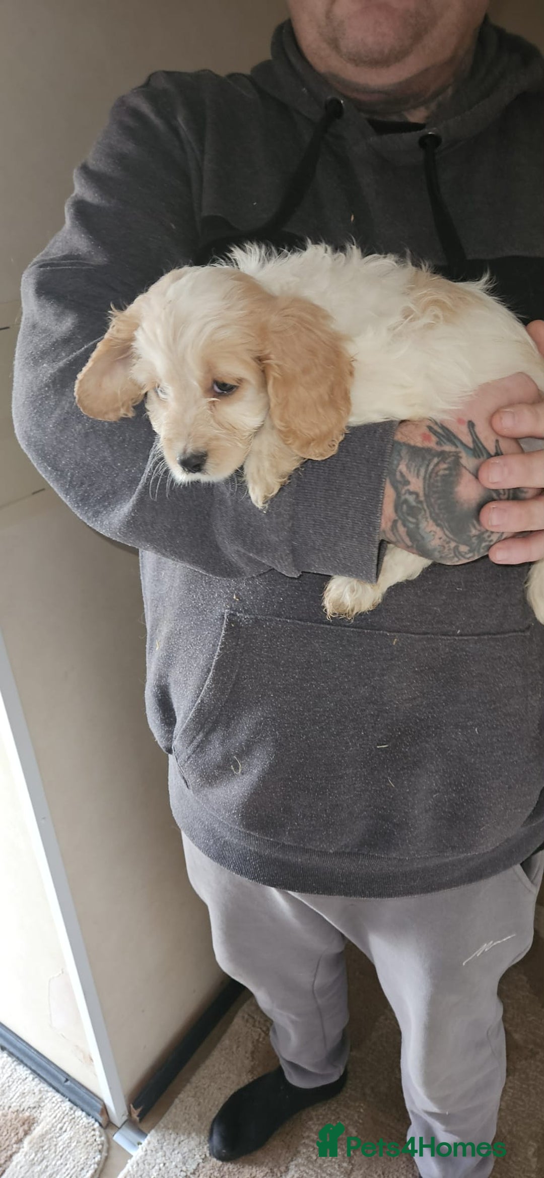 Cockapoo dogs for sale: 8 gorgeous cockapoo puppies - Advert 7