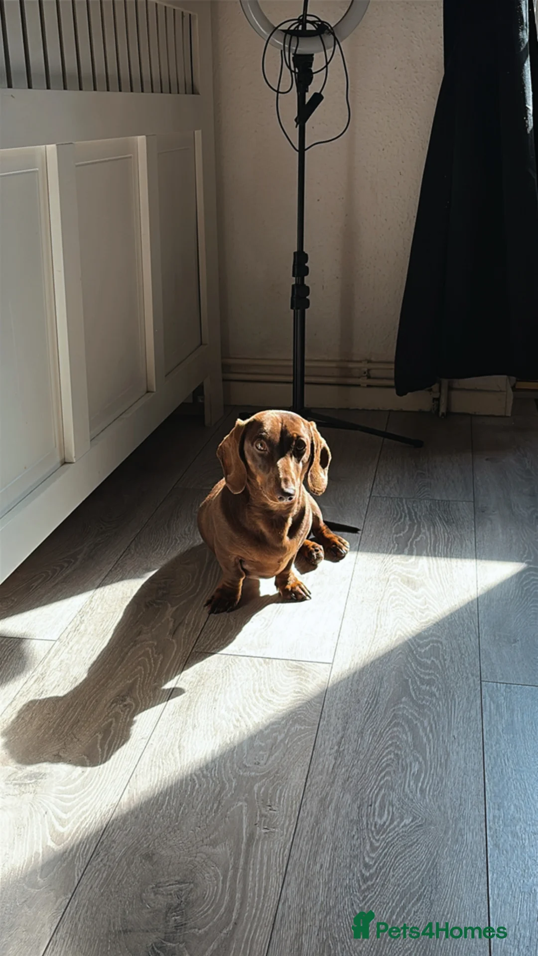 Miniature Dachshund dogs for stud: Mini Dachshund PROVEN LITTERS!  in Woking - Advert 1