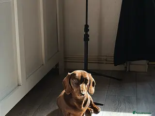 Miniature Dachshund dogs Mini Dachshund PROVEN LITTERS! in Woking - Advert 19