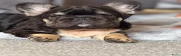 French Bulldog dogs for sale: Fluffy french bulldog puppies visual in Willenhall - Advert 8